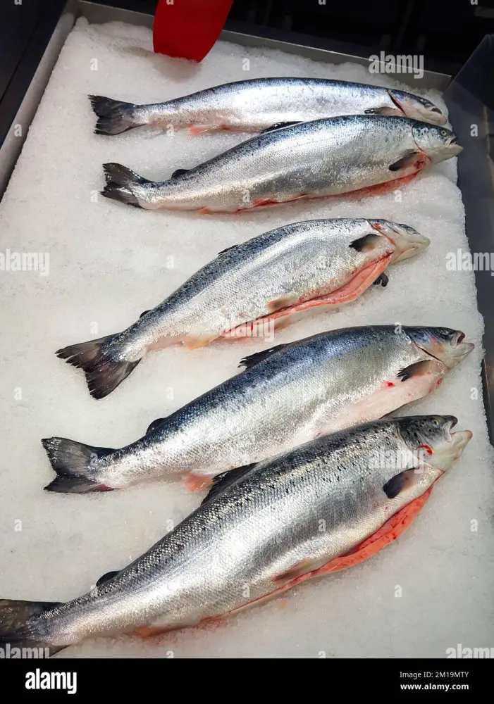 Salmon
