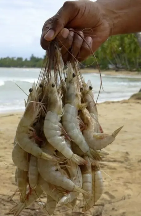 White Prawns